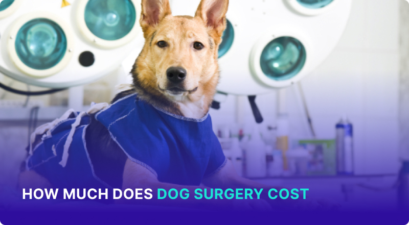 How Much Does Dog Surgery Cost